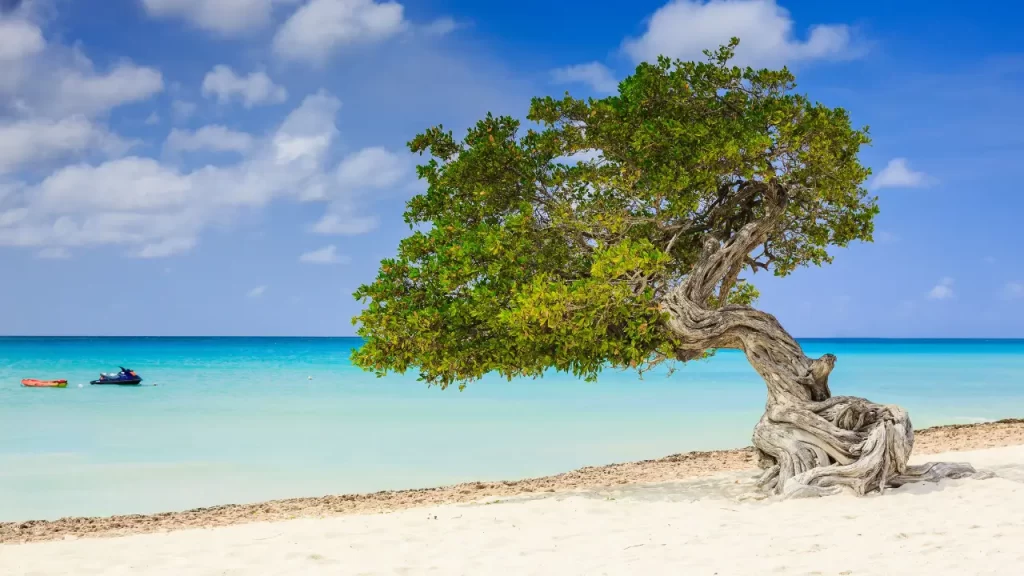 Árvore na praia de Aruba