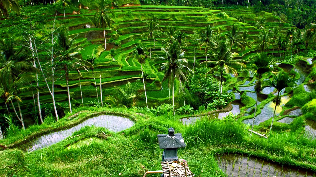 Campos de arroz em Bali