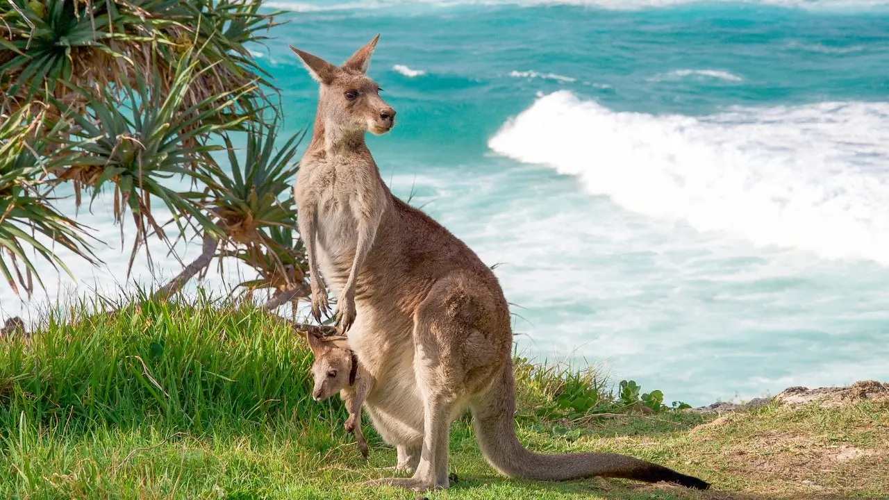 Canguru na Austrália