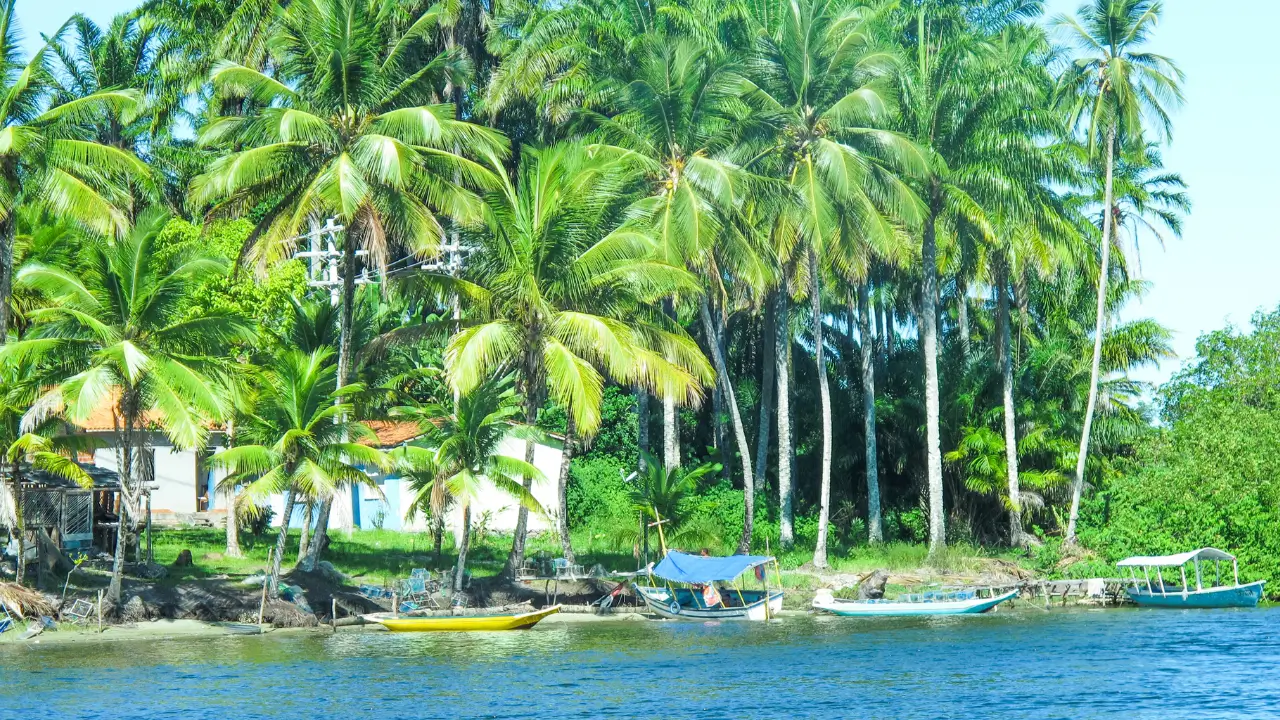 Coqueiros na praia de Morro de São Paulo