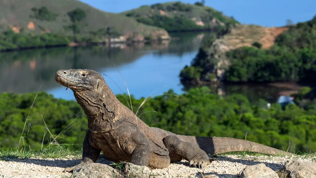 Dragão de Komodo