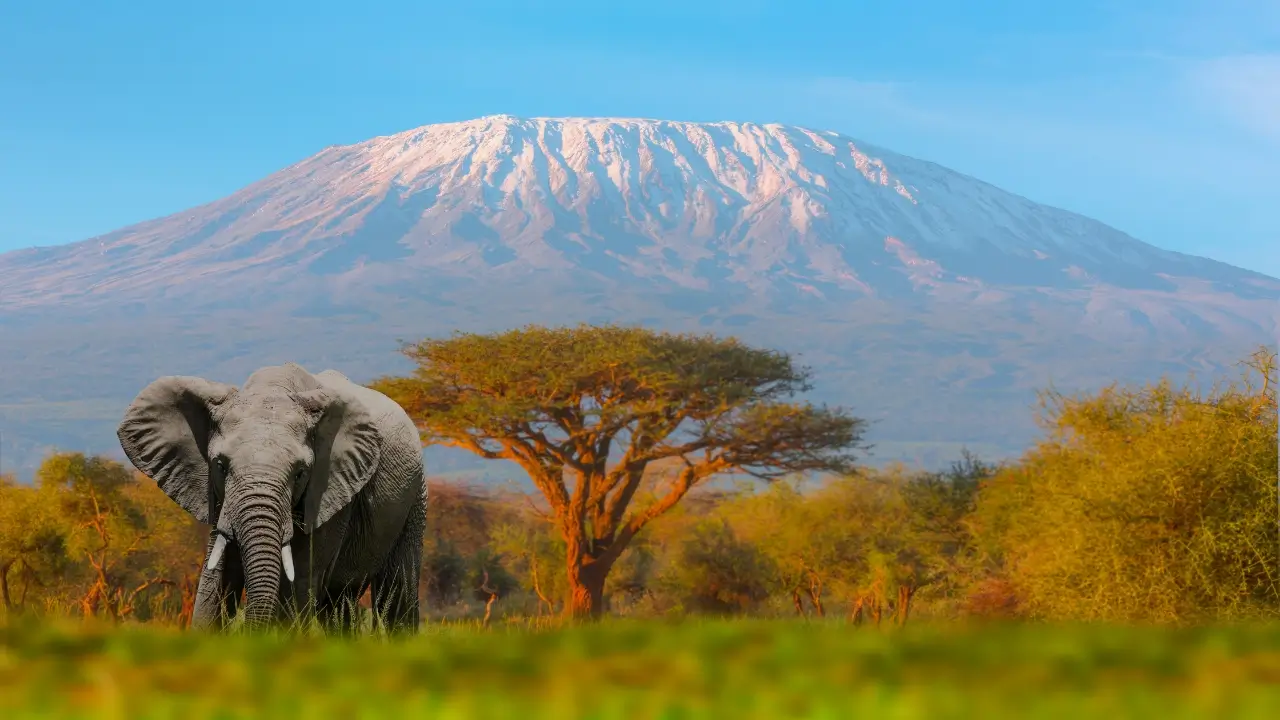 Elefante em frente ao Monte Kilimanjaro