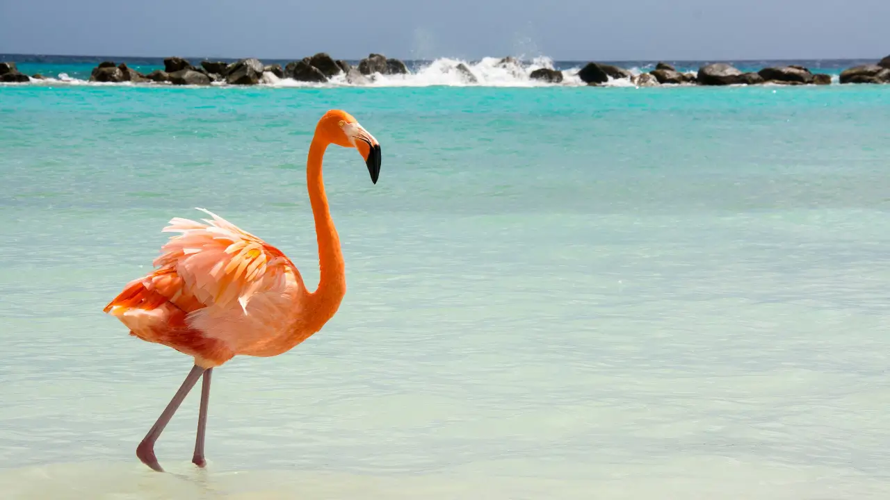 Flamingo na praia de Aruba