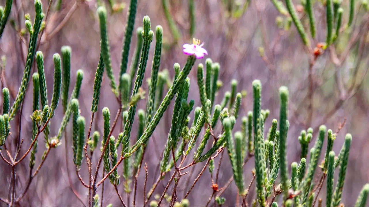 Flor da catinga na Chapada dos Veadeiros