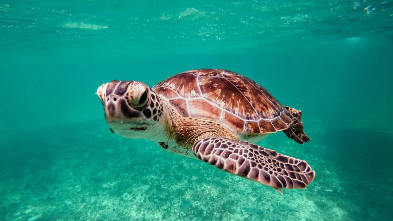 Fundação Projeto Tamar - Ubatuba