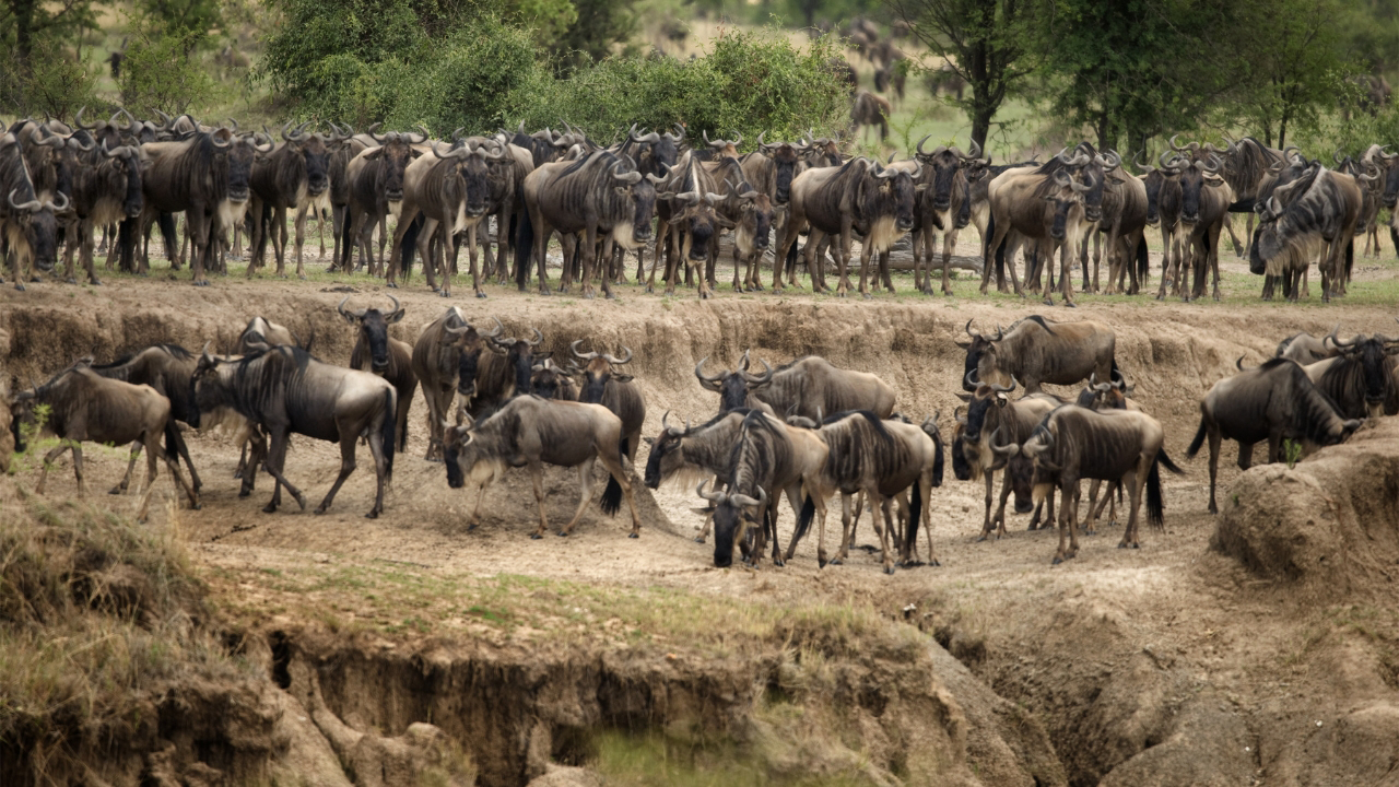 Grande migração de gnus