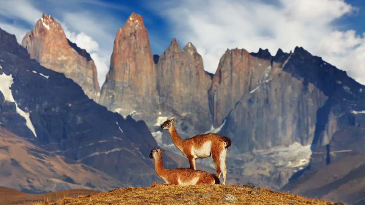 Guanacos no Parque Nacional Torres del Paine