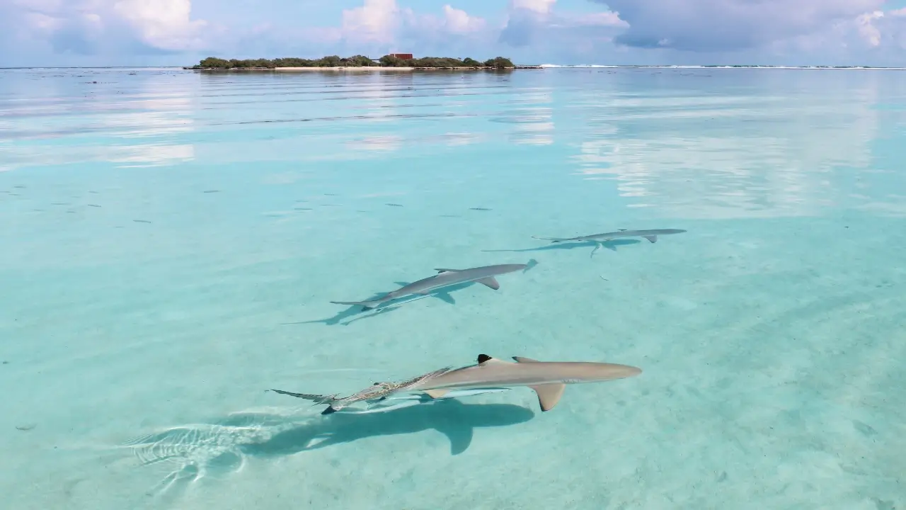 Lago Moorea