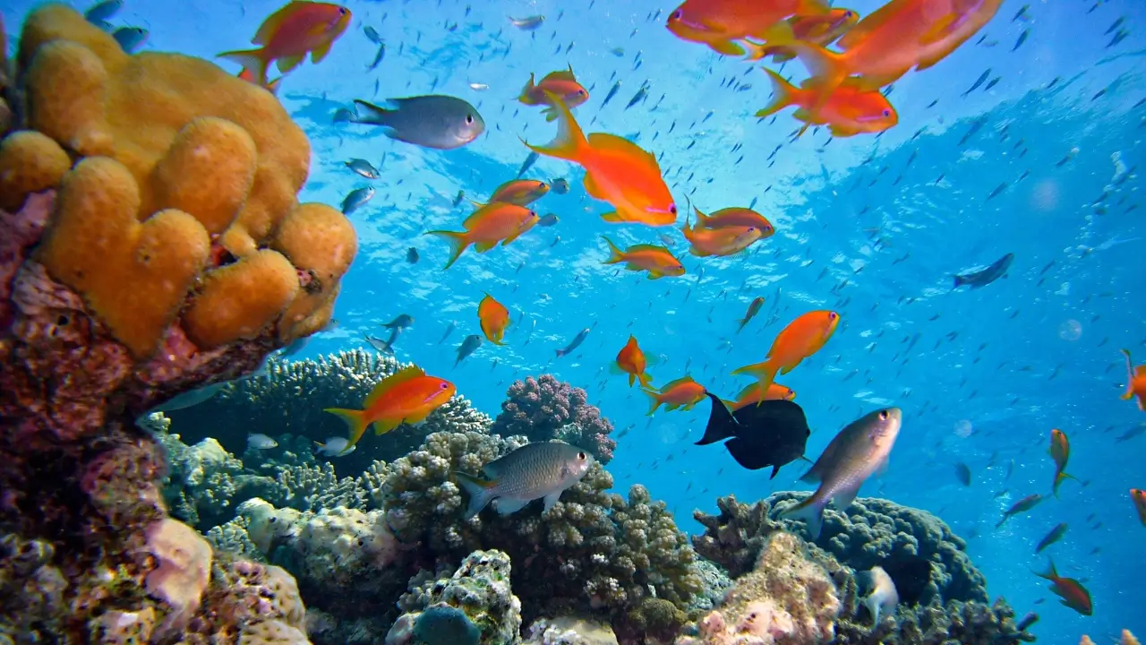 Le Jardin de Corail du Motu Ahi