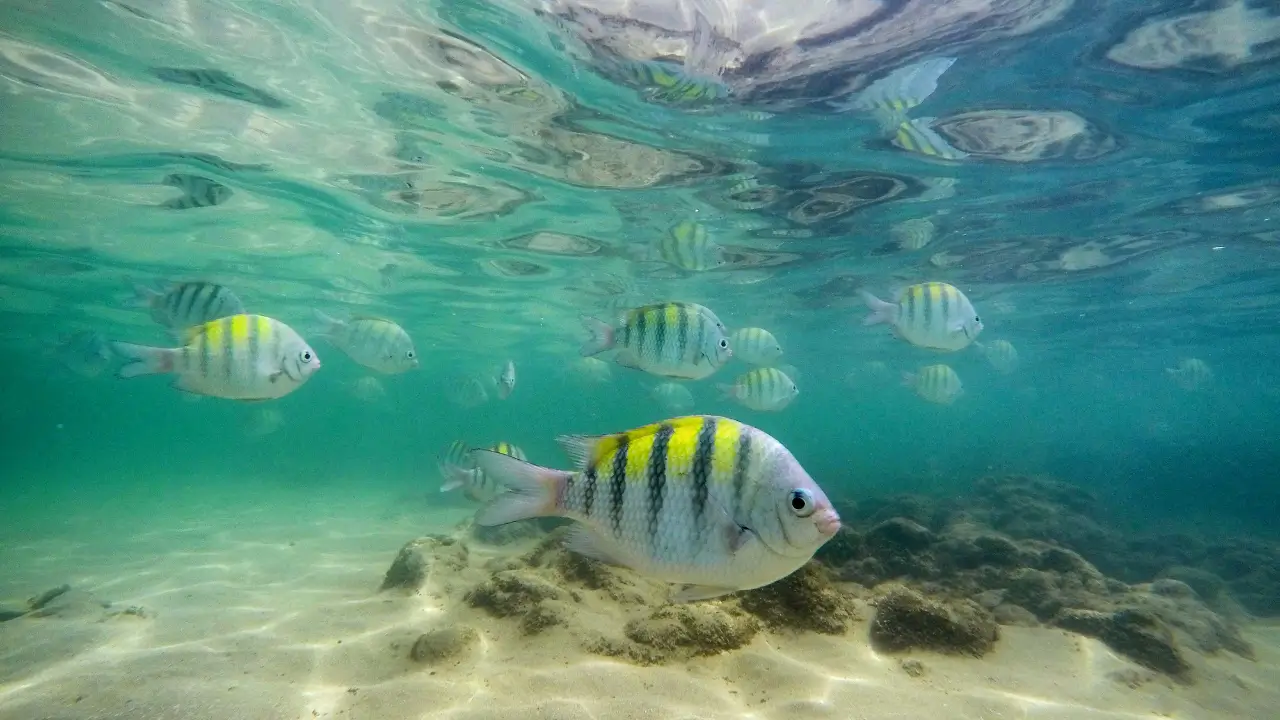 Mergulho nas piscinas naturais de Porto de Galinhas