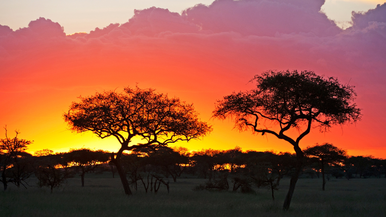 Serengeti: Tudo o Que Você Precisa Saber para Explorar Este Paraíso Selvagem