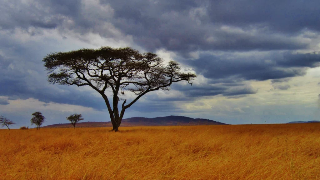 Parque Nacional de Serengeti