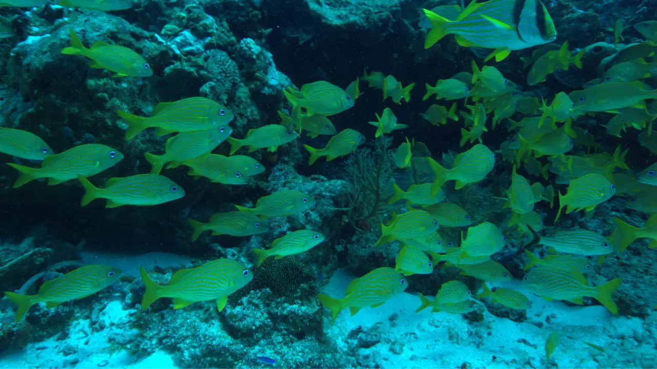 Recifes e peixes em Cozumel