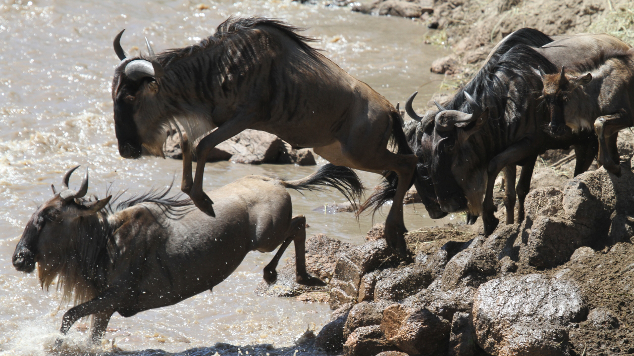 Gnus passando pelo Rio Grumeti durante a migração