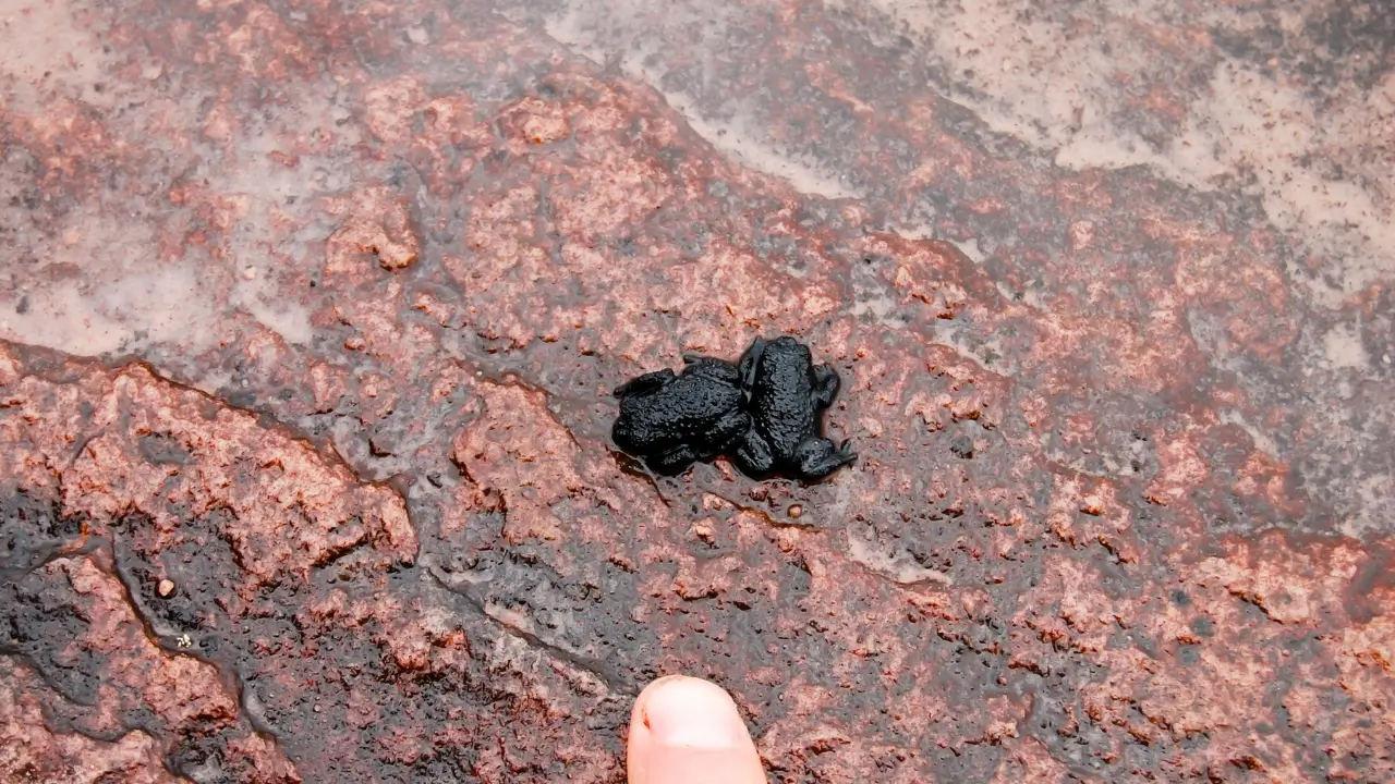 Sapos minúsculos no Monte Roraima