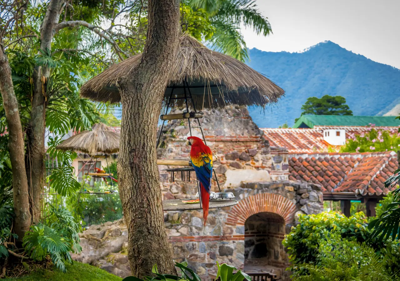 Macaw Mountain Bird Park