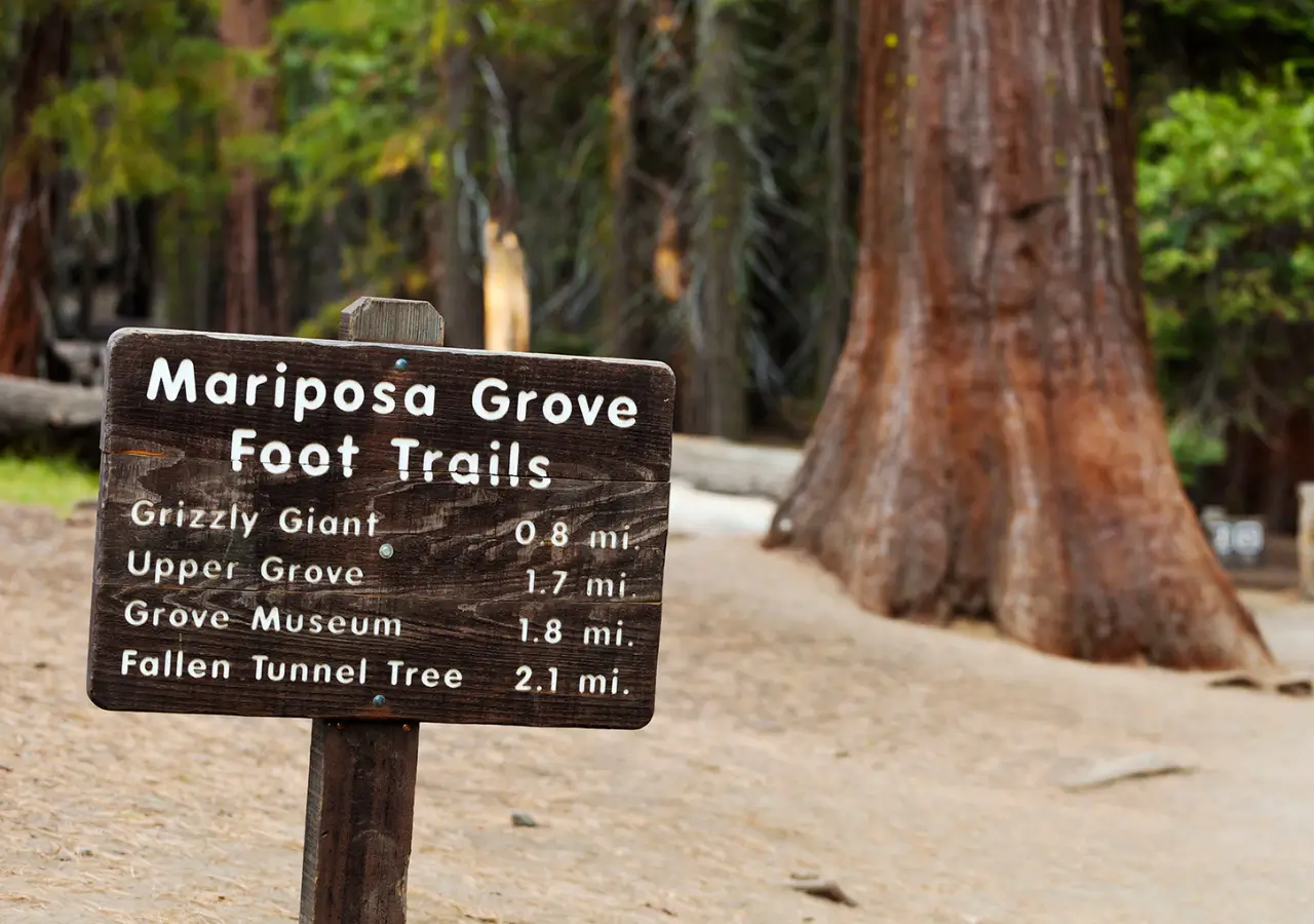 Mariposa Grove of Giant Sequoias